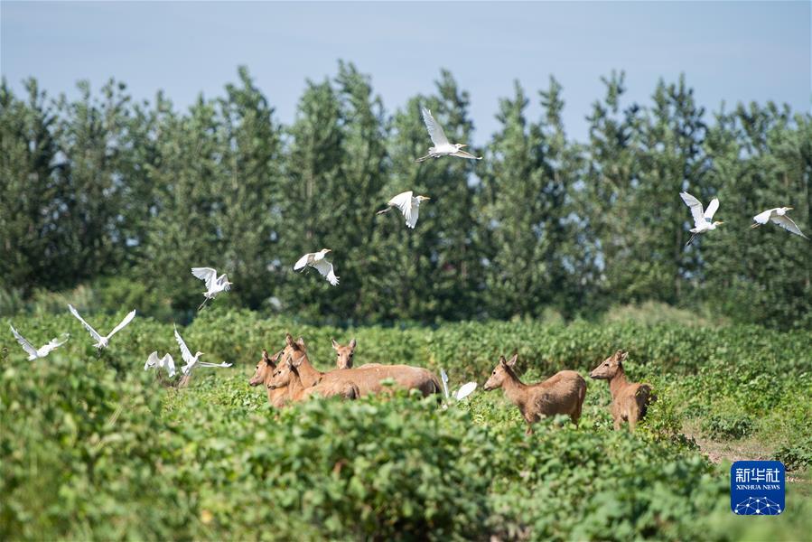 （新華全媒頭條·聚焦生物多樣性大會(huì)·圖文互動(dòng)）（9）攜手同行，開啟人類高質(zhì)量發(fā)展新征程——習(xí)近平主席在《生物多樣性公約》第十五次締約方大會(huì)領(lǐng)導(dǎo)人峰會(huì)上的主旨講話解讀