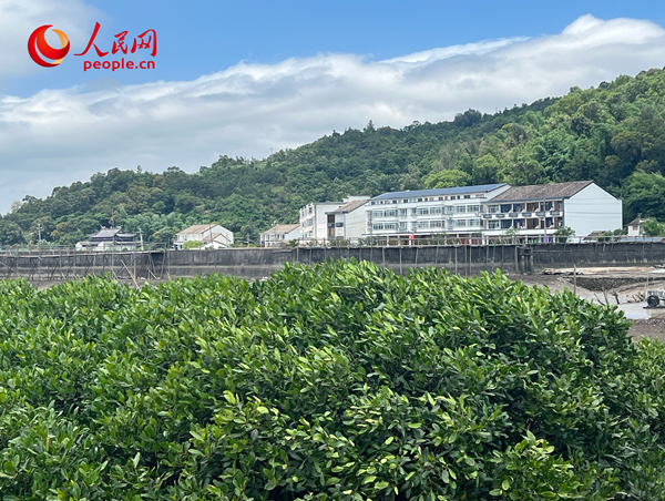 紅樹林郁郁蔥蔥。人民網(wǎng) 歐陽易佳攝